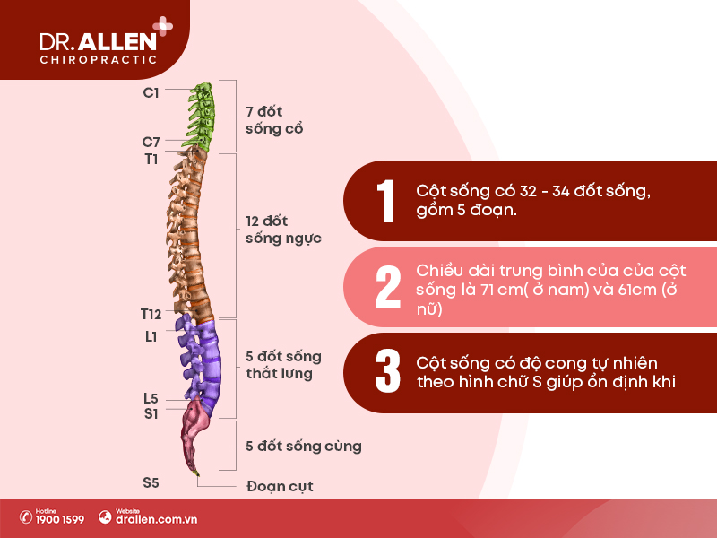 Mô hình xương cột sống người cao 85 cm kèm dây thần kinh